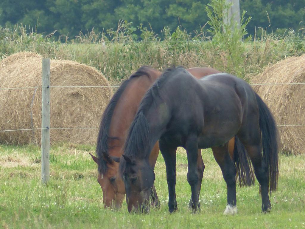 Paardenhof Guesthouse Esquelbecq Eksteriør bilde